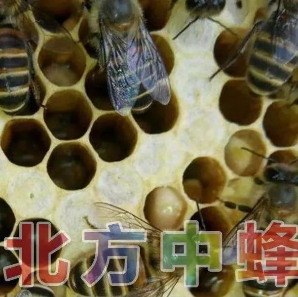 野生蜂蜜价格 蜂蜜水 蜂蜜的作用与功效禁忌 牛奶加蜂蜜 蜂蜜能减肥吗
