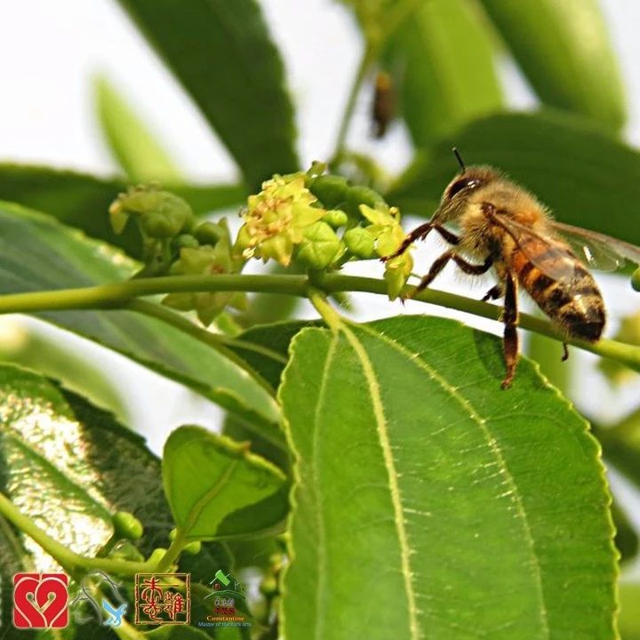 养蜜蜂 蜂蜜瓶 蜂蜜可以去斑吗 蜂蜜水 蜂蜜水果茶