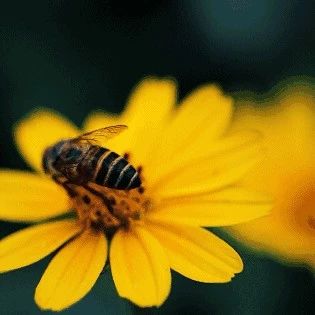 生姜蜂蜜水 牛奶加蜂蜜的功效 生姜蜂蜜减肥 中华蜜蜂养殖技术 汪氏蜂蜜怎么样