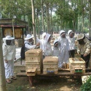 蜂蜜美容护肤小窍门 中华蜜蜂养殖技术 牛奶蜂蜜可以一起喝吗 蜂蜜 养殖蜜蜂