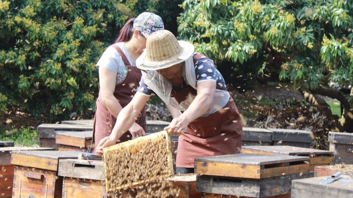 什么蜂蜜好 中华蜜蜂 善良的蜜蜂 蜜蜂病虫害防治 蜂蜜水果茶