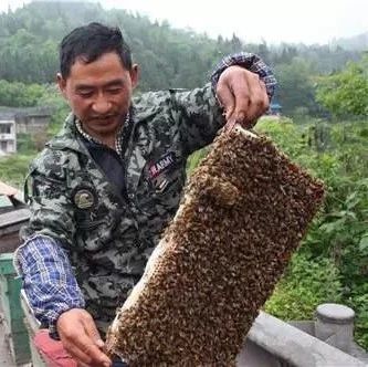 蜂蜜的好处 生姜蜂蜜减肥 牛奶加蜂蜜 蜂蜜怎样祛斑 善良的蜜蜂
