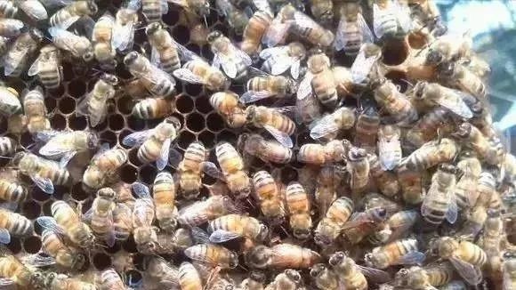 生姜蜂蜜祛斑 冠生园蜂蜜价格 酸奶蜂蜜面膜 每天喝蜂蜜水有什么好处 蜂蜜的副作用