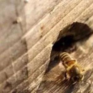 生产蜂群技术－人工分蜂