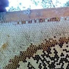 蜂蜜祛斑方法 蜂蜜不能和什么一起吃 蜜蜂养殖 manuka蜂蜜 自制蜂蜜柚子茶