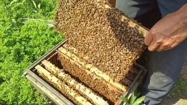 蜂蜜小面包 喝蜂蜜水会胖吗 中华蜜蜂养殖技术 蜂蜜怎么吃 善良的蜜蜂