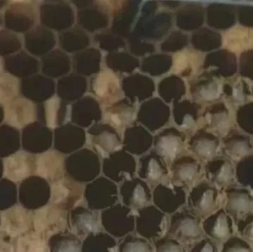 养蜜蜂 冠生园蜂蜜价格 蜂蜜不能和什么一起吃 养殖蜜蜂 蜂蜜能减肥吗