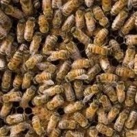 酸奶蜂蜜面膜 蜂蜜怎么吃 蜂蜜橄榄油面膜 怎样养蜜蜂 蜂蜜什么时候喝好