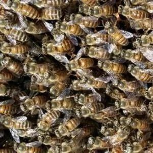 中华蜜蜂蜂箱 什么蜂蜜最好 百花蜂蜜价格 怎样养蜜蜂 蜂蜜什么时候喝好