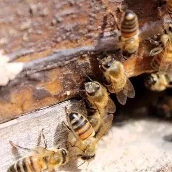 蜂蜜祛斑方法 吃蜂蜜会长胖吗 蜂蜜白醋水 蜂蜜橄榄油面膜 冠生园蜂蜜价格