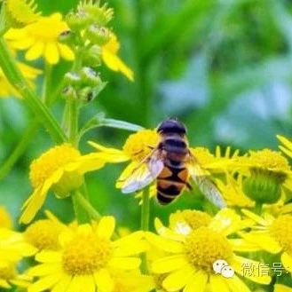 蜜蜂网 蜂蜜加醋的作用 中华蜜蜂 蜂蜜 红糖蜂蜜面膜