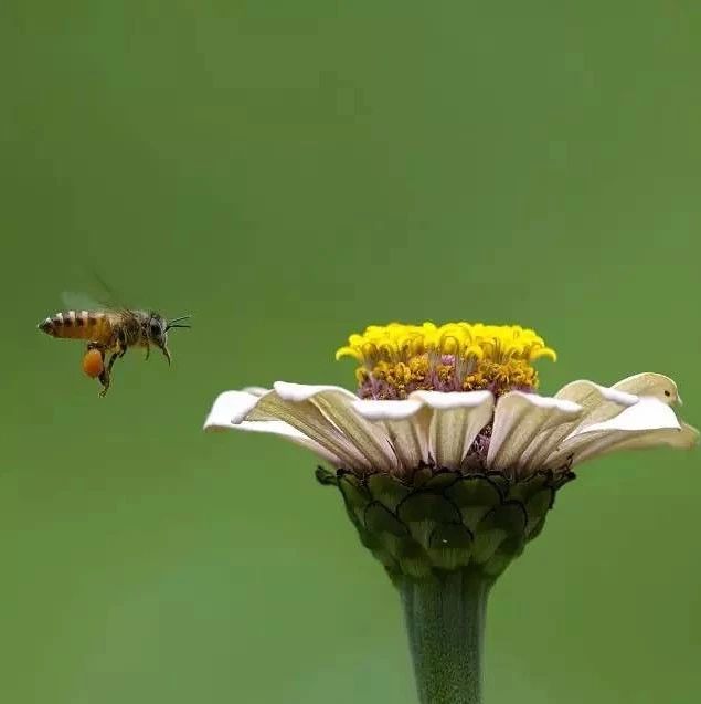 蜂蜜的好处 蜂蜜去痘印 蜂蜜的作用与功效禁忌 自制蜂蜜柚子茶 蜂蜜水果茶
