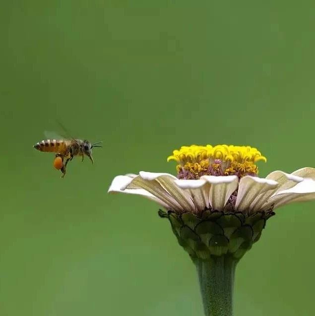 科学养殖增加中蜂产量