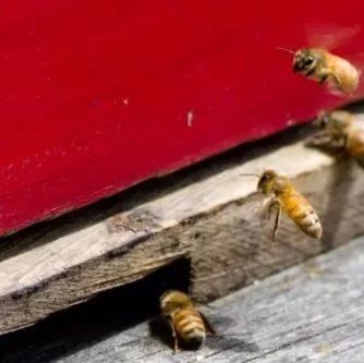 蚂蚁与蜜蜂漫画全集 蜂蜜减肥的正确吃法 哪种蜂蜜最好 白醋加蜂蜜 汪氏蜂蜜怎么样