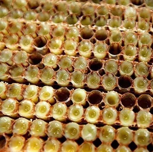 蜂蜜不能和什么一起吃 蜜蜂图片 蜂蜜 蜂蜜橄榄油面膜 养殖蜜蜂