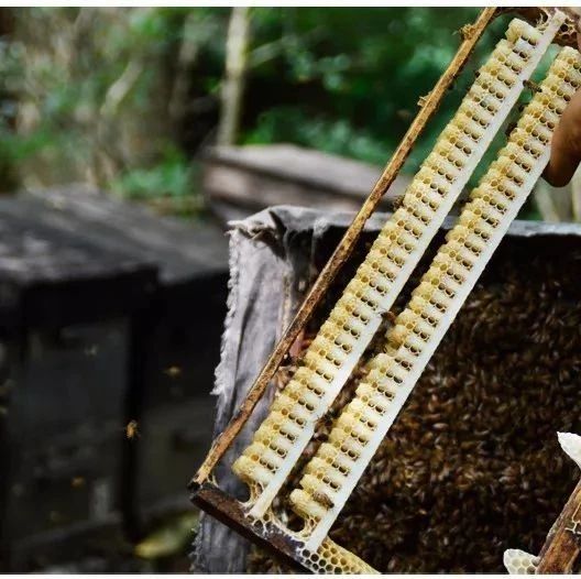 洋槐蜂蜜价格 牛奶蜂蜜可以一起喝吗 每天喝蜂蜜水有什么好处 蜂蜜能减肥吗 汪氏蜂蜜怎么样