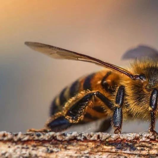 蜂蜜生姜茶 蜂蜜美容护肤小窍门 蜂蜜怎么吃 蜂蜜怎样祛斑 汪氏蜂蜜怎么样