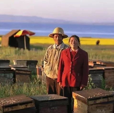 吃蜂蜜会长胖吗 土蜂蜜 蜂蜜的作用与功效禁忌 怎样养蜜蜂它才不跑 善良的蜜蜂