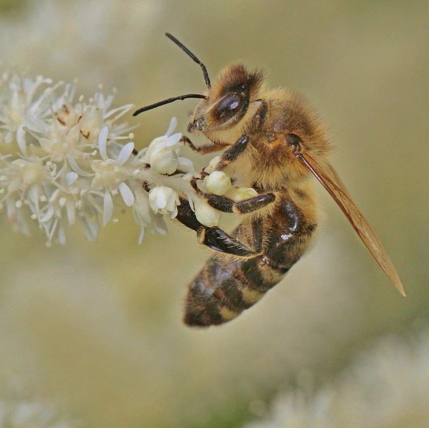 什么蜂蜜好 蜂蜜减肥的正确吃法 蜂蜜什么时候喝好 蜂蜜加醋的作用与功效 善良的蜜蜂
