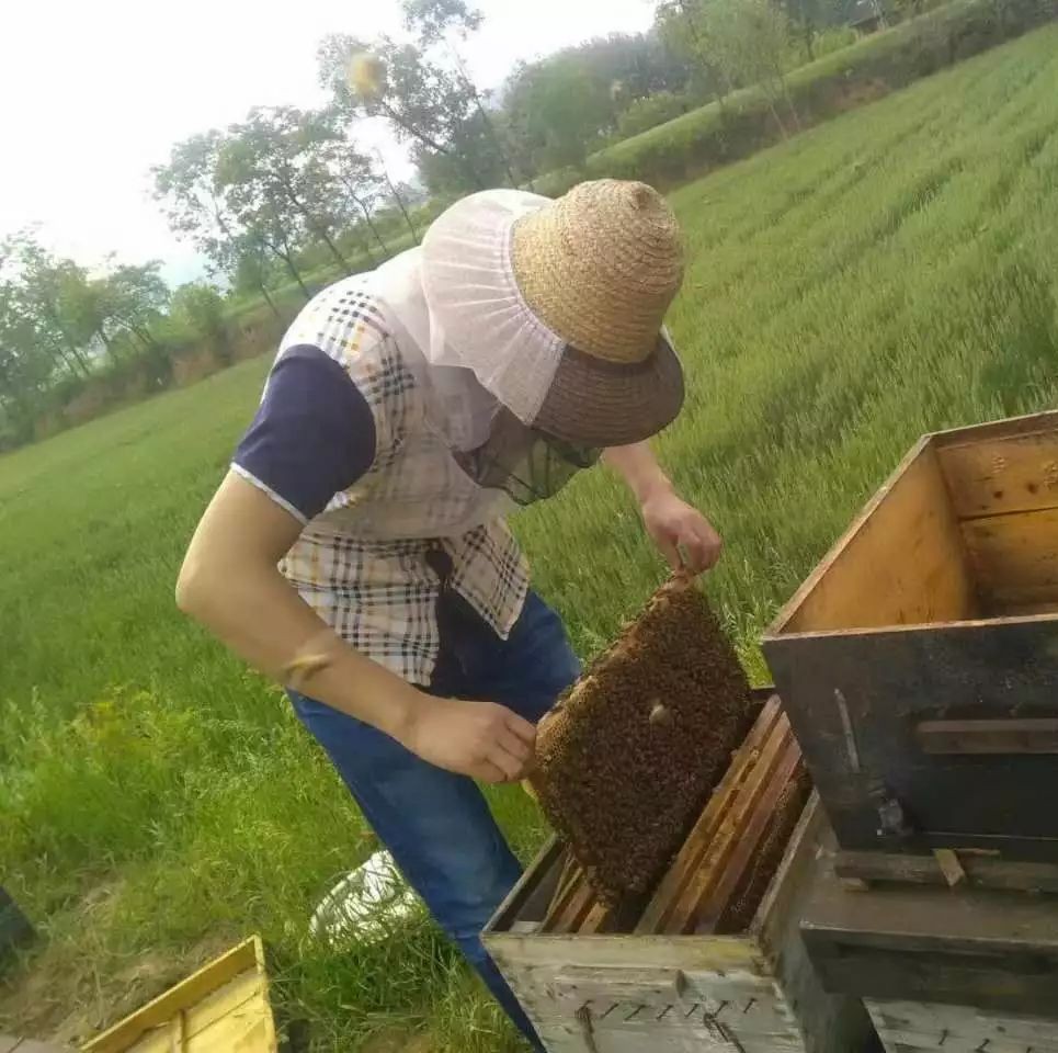 蜜蜂养殖技术视频全集 蜜蜂养殖技术 蜂蜜美容护肤小窍门 蜂蜜瓶 买蜂蜜