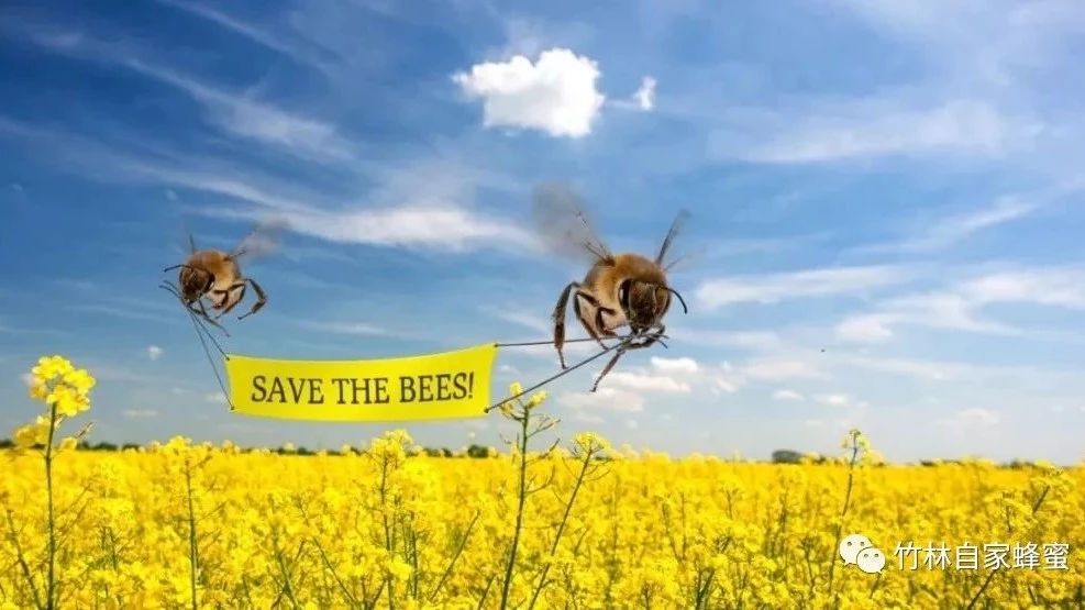 蜂蜜怎么美容 牛奶加蜂蜜的功效 蜂蜜怎么吃 牛奶加蜂蜜 蜂蜜怎样做面膜