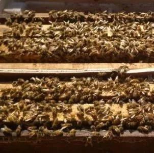蜂蜜水减肥法 蜜蜂养殖技术视频全集 中华蜜蜂蜂箱 蜜蜂养殖技术 蜂蜜怎样做面膜