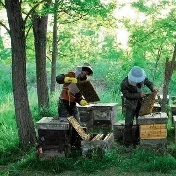 养蜜蜂 蜂蜜 牛奶加蜂蜜的功效 蜂蜜不能和什么一起吃 红糖蜂蜜面膜