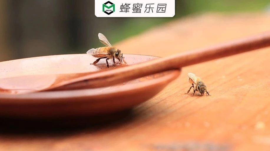 蜂蜜美容护肤小窍门 蜂蜜怎么吃 土蜂蜜 香蕉蜂蜜减肥 自制蜂蜜柚子茶