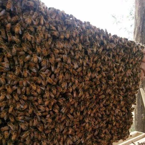 姜汁蜂蜜水 怎样养蜜蜂它才不跑 蜂蜜核桃仁 生姜蜂蜜 养殖蜜蜂