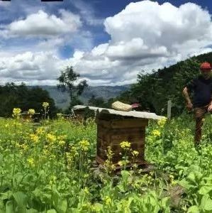 如何养蜜蜂 百花蜂蜜价格 自制蜂蜜柚子茶 善良的蜜蜂 养殖蜜蜂