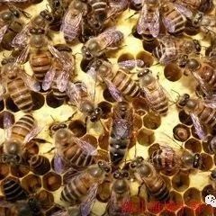 冠生园蜂蜜价格 蜂蜜怎样祛斑 养蜜蜂技术视频 每天喝蜂蜜水有什么好处 喝蜂蜜水的最佳时间