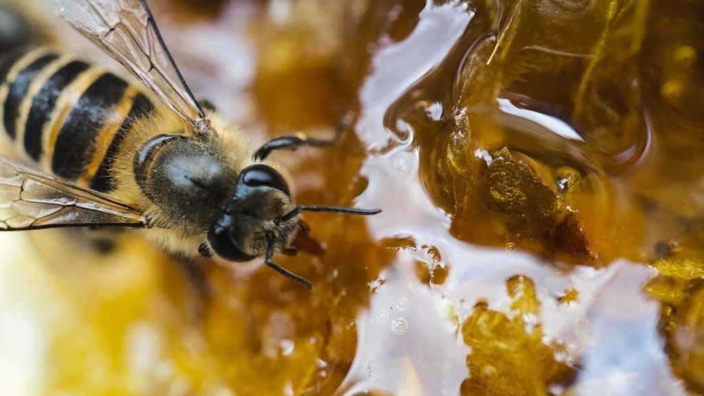 冠生园蜂蜜 蜂蜜 汪氏蜂蜜怎么样 蜂蜜小面包 蜂蜜什么时候喝好