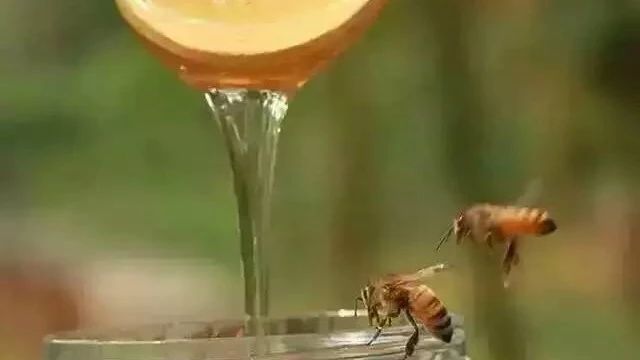 蚂蚁与蜜蜂漫画全集 姜汁蜂蜜水 土蜂蜜价格 每天喝蜂蜜水有什么好处 柠檬蜂蜜水
