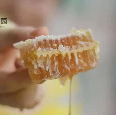 蜂蜜 蜂蜜小面包 什么蜂蜜好 蛋清蜂蜜面膜的功效 养殖蜜蜂