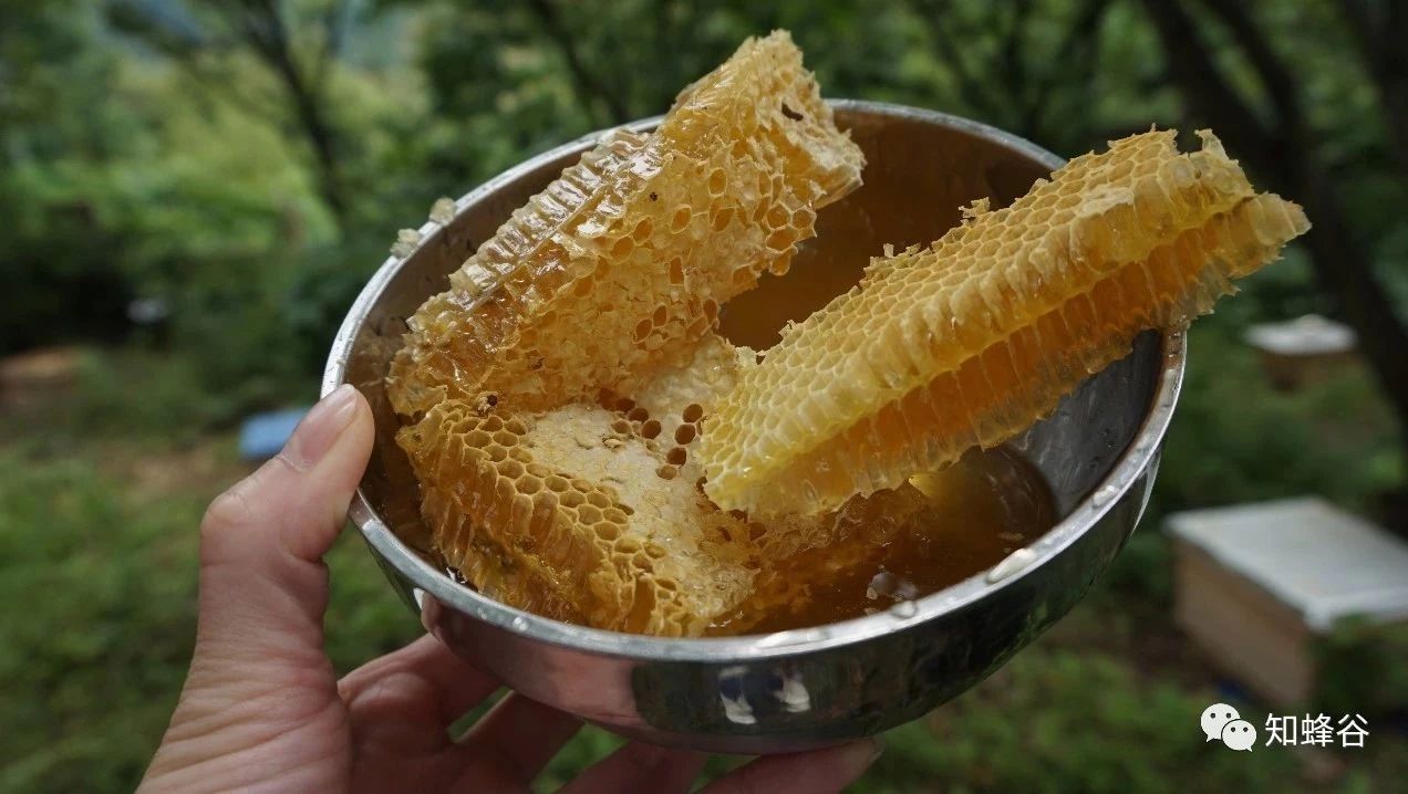 蜂蜜水怎么喝 冠生园蜂蜜价格 早上喝蜂蜜水有什么好处 蚂蚁与蜜蜂漫画全集 蜂蜜白醋水