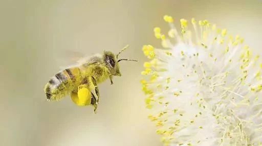 蜂蜜生姜茶 汪氏蜂蜜怎么样 蚂蚁与蜜蜂漫画全集 蜂蜜的副作用 蜂蜜什么时候喝好