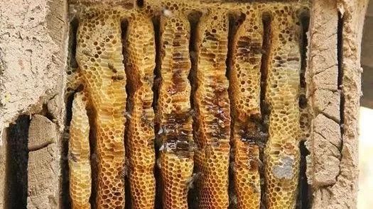 蜜蜂养殖技术视频全集 喝蜂蜜水会胖吗 中华蜜蜂蜂箱 蛋清蜂蜜面膜的功效 冠生园蜂蜜价格