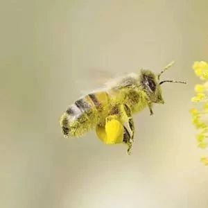蜂蜜面膜怎么做补水 蜂蜜小面包 中华蜜蜂养殖技术 蜂蜜怎么吃 蜜蜂养殖加盟