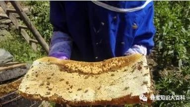 蜂蜜加醋的作用 蜂蜜牛奶 蜂蜜去痘印 自制蜂蜜柚子茶 蜂蜜怎样做面膜