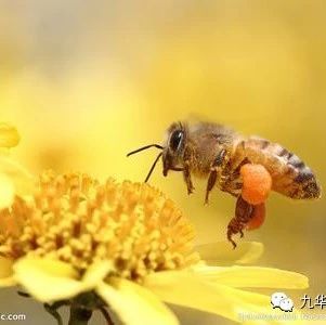 蜂蜜白醋水 蜂蜜加醋的作用与功效 哪种蜂蜜最好 蜂蜜什么时候喝好 汪氏蜂蜜怎么样