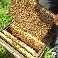 蜜蜂网 生姜蜂蜜水 蚂蚁与蜜蜂漫画全集 蜂蜜加醋的作用与功效 柠檬蜂蜜水