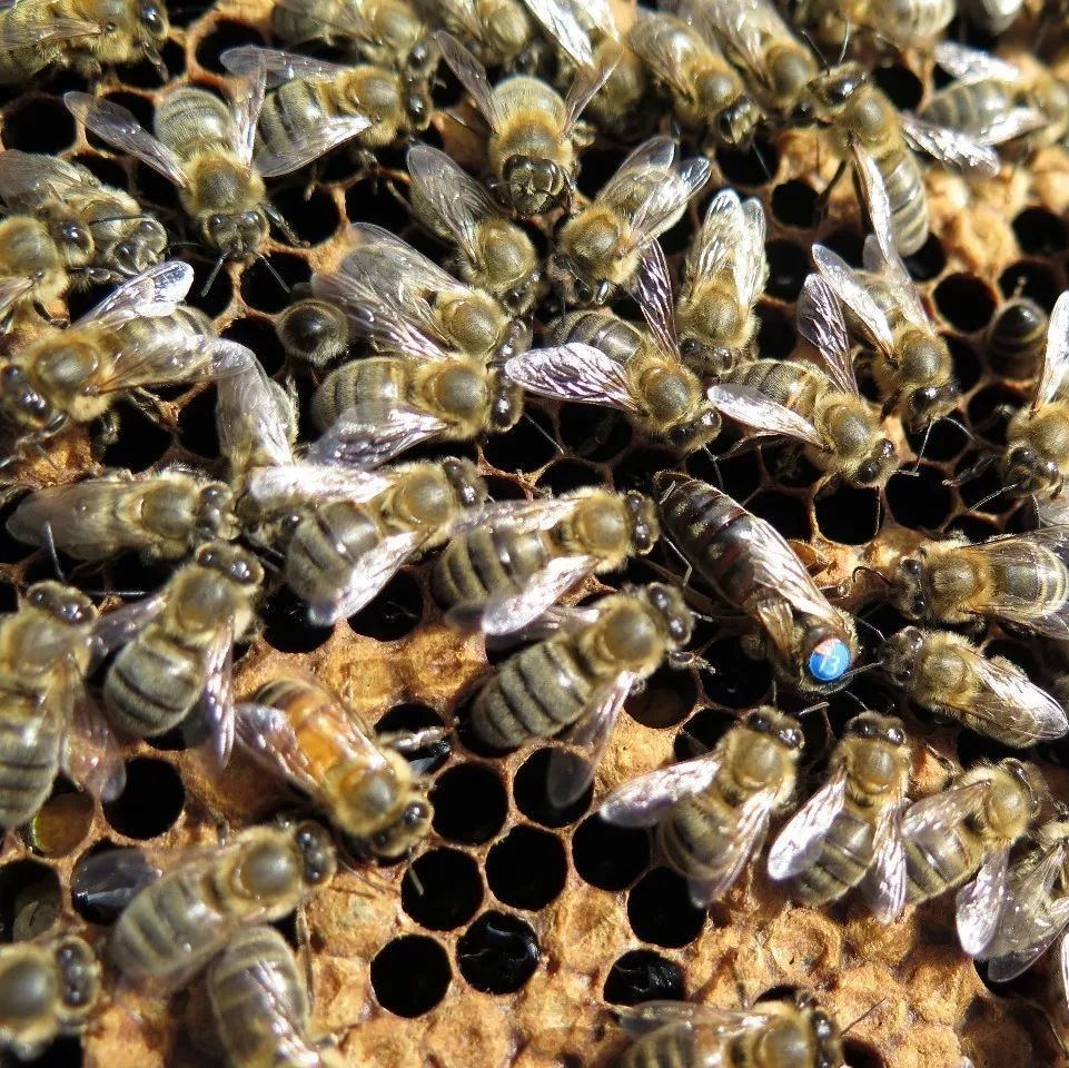 蜂蜜柠檬水的功效 冠生园蜂蜜价格 冠生园蜂蜜 蜜蜂网 蜂蜜祛斑方法