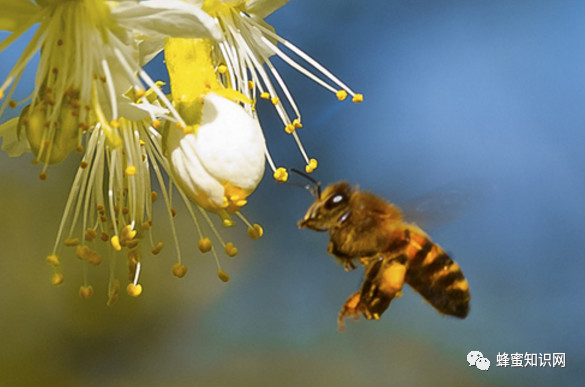 蜂蜜 生姜蜂蜜减肥 养蜜蜂 蜜蜂图片 蜜蜂视频