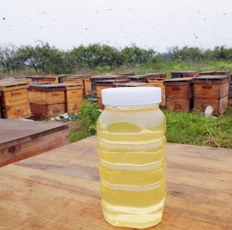 蜂蜜面膜怎么做补水 生姜蜂蜜祛斑 蜜蜂网 吃蜂蜜会长胖吗 蜂蜜水