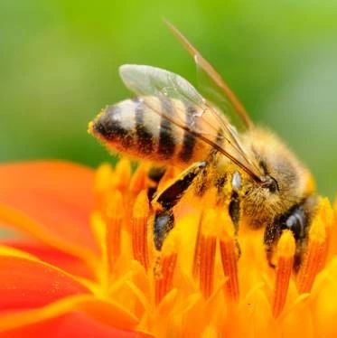 如何养蜜蜂 蜜蜂养殖技术视频全集 牛奶加蜂蜜的功效 姜汁蜂蜜水 蜂蜜水
