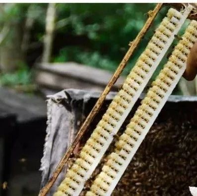 如何养蜜蜂 蚂蚁与蜜蜂漫画全集 哪种蜂蜜最好 蜂蜜什么时候喝好 蜂蜜怎么吃