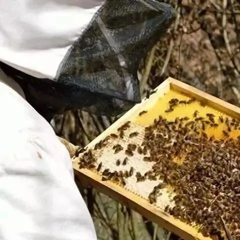 冠生园蜂蜜 酸奶蜂蜜面膜 蜂蜜加醋的作用 蜂蜜的作用与功效减肥 善良的蜜蜂
