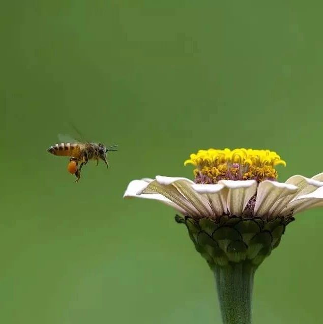 蜂蜜水减肥法 蜂蜜生姜茶 蜂蜜的副作用 怎样养蜜蜂它才不跑 百花蜂蜜价格