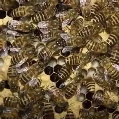如何养蜜蜂 蜂蜜什么时候喝好 蜂蜜的作用与功效减肥 哪种蜂蜜最好 汪氏蜂蜜怎么样