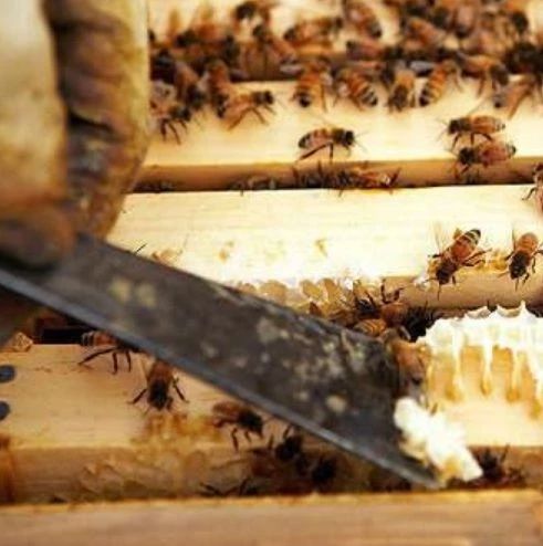 如何养蜜蜂 蛋清蜂蜜面膜的功效 生姜蜂蜜减肥 养蜜蜂 manuka蜂蜜
